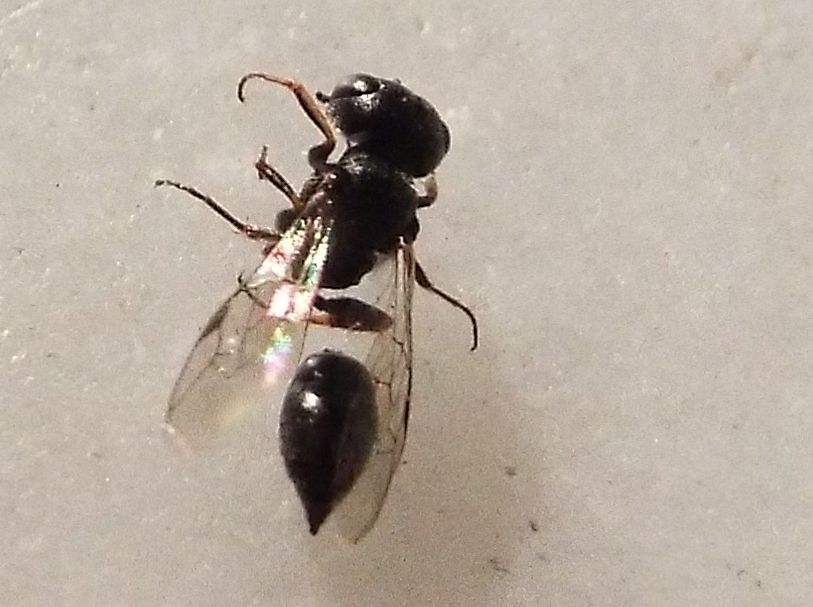 Crabronidae (cfr. Diodontus sp. o Passaloecus sp,)